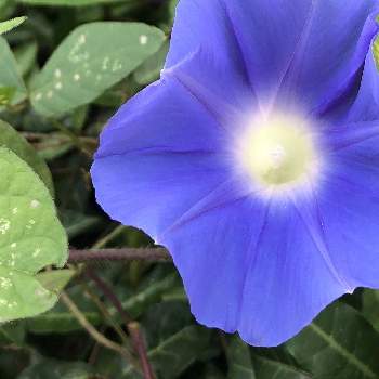 野に咲く花のようにの画像 by ぎんねこさん | お出かけ先とアサガオと紫の花と青い花と可憐な花と野に咲く花のようにと青色ファンタジー