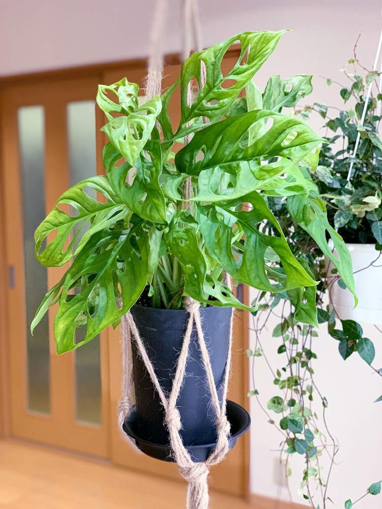 マドカズラの投稿画像 By のぞみさん 月10月13日 Greensnap グリーンスナップ