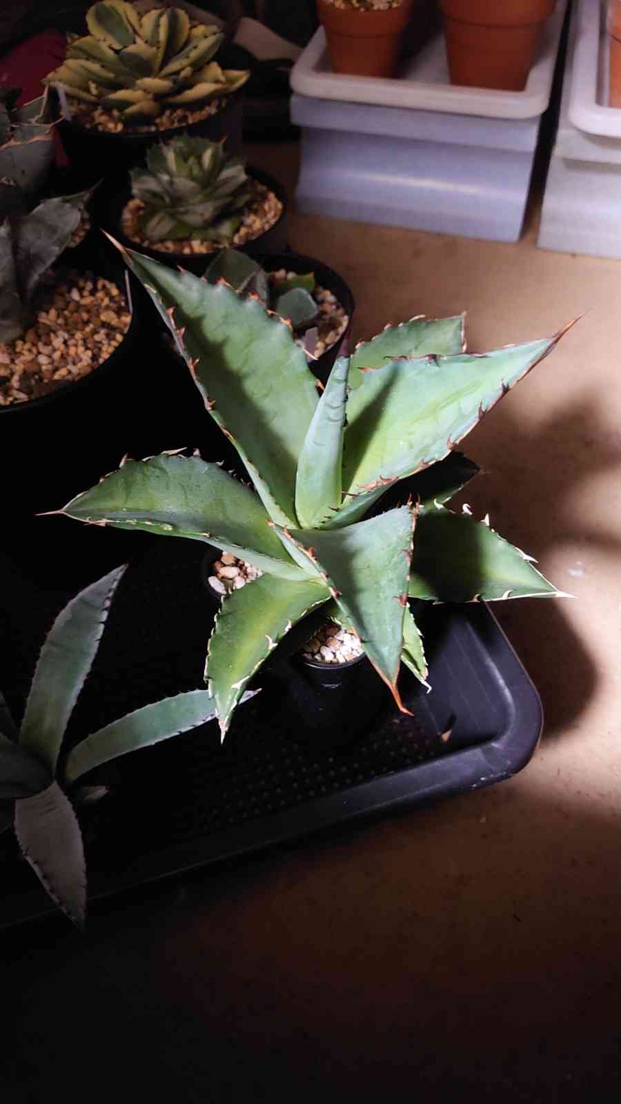 アガベ 実生日誌｜🍀GreenSnap（グリーンスナップ）