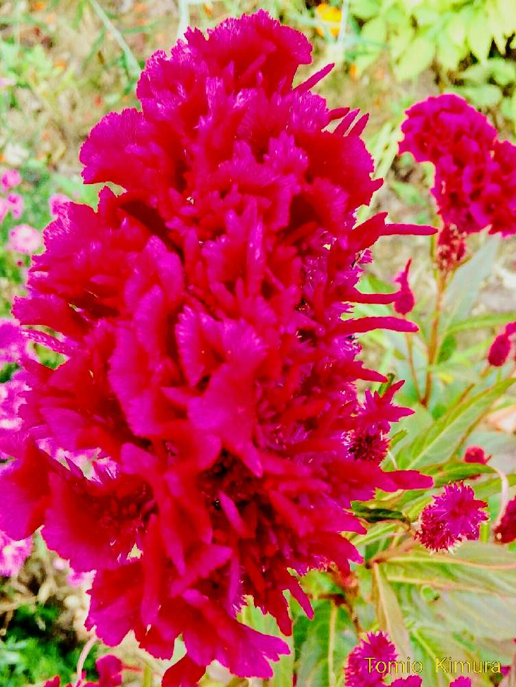 散歩道の投稿画像 By トミオーさん 季節の花 月10月14日 Greensnap グリーンスナップ