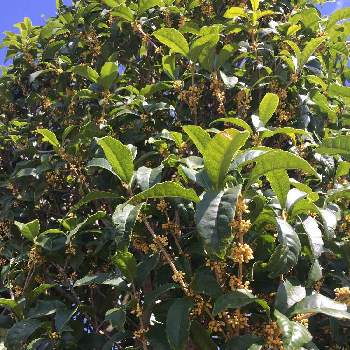 食用になる葉っぱの投稿画像一覧 Greensnap グリーンスナップ