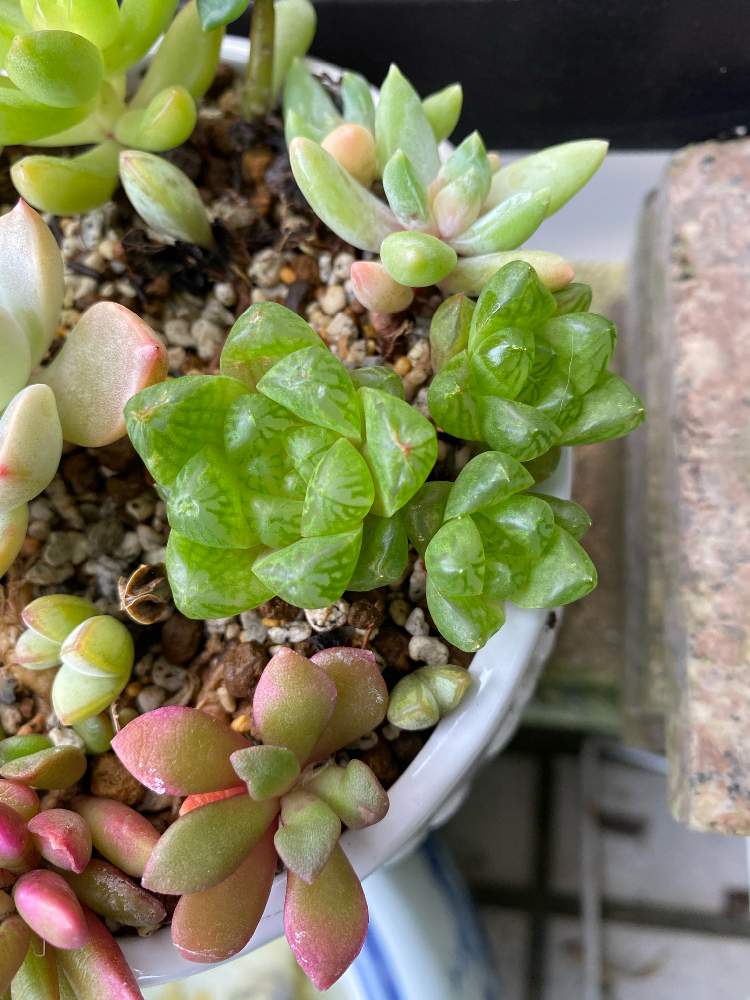 桜吹雪の投稿画像 By ピーチさん ハオルチア ウンブラティコーラと千代田の松とウンブラティコラと多肉植物と多肉超初心者と多肉植物超初心者 月10月14日 Greensnap グリーンスナップ