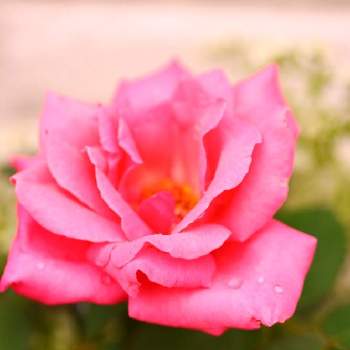 けんパパが育てる薔薇 2020の画像 by けんパパさん | 小さな庭とオトコエシとバラ、薔薇、ばらとファースト・フェデラルズ・ルネッサンスと無加工と無修正とCanon EOS Rと薔薇に魅せられてとCanon EF100mm F2.8Lマクロ IS USMと手作りの庭と【ちから配布】ガーデニング：カメラ＝５０：５０と新型コロナウィルスに負けるなとけんパパが育てる薔薇 2020とこんな時こそ花をとおうち園芸とコロナに負けるな！とミラーレス一眼と雨の雫とGSでバラ園と秋に咲かせた花-園芸ガイド2020とバラを楽しむと地植えと水曜ローズショー