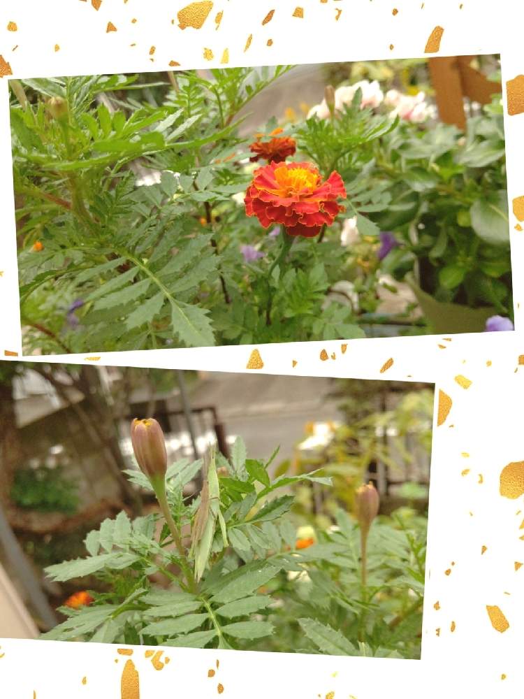 マリーゴールドの投稿画像 By つよぽんさん 種まきっ子と花のある暮らしとおうち園芸 月10月 14日 Greensnap グリーンスナップ