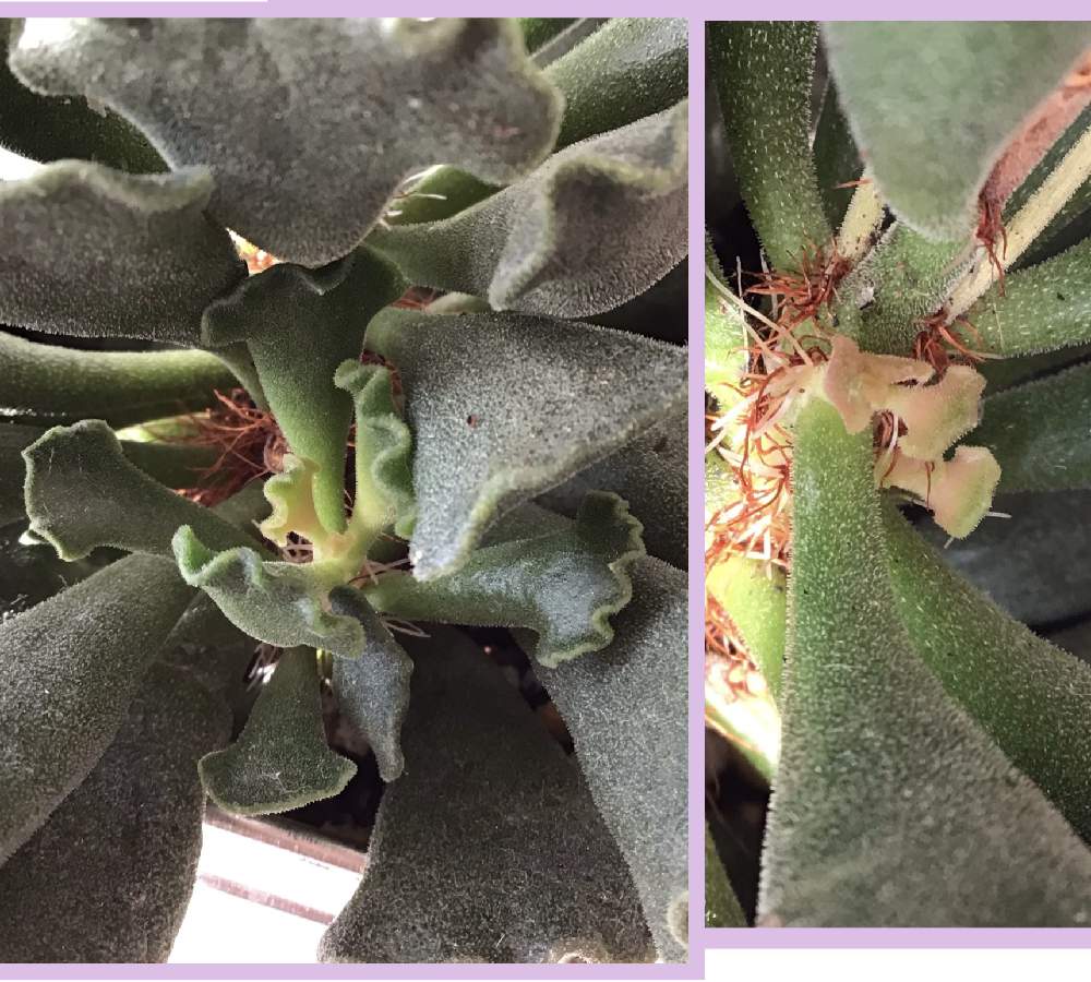 楊貴妃の扇の投稿画像 By ばぁばぁさん 北海道 月10月14日 Greensnap グリーンスナップ