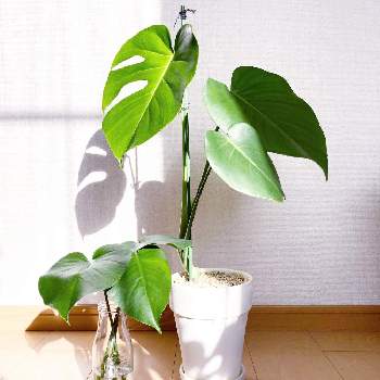 モンステラの投稿画像一覧 Greensnap グリーンスナップ