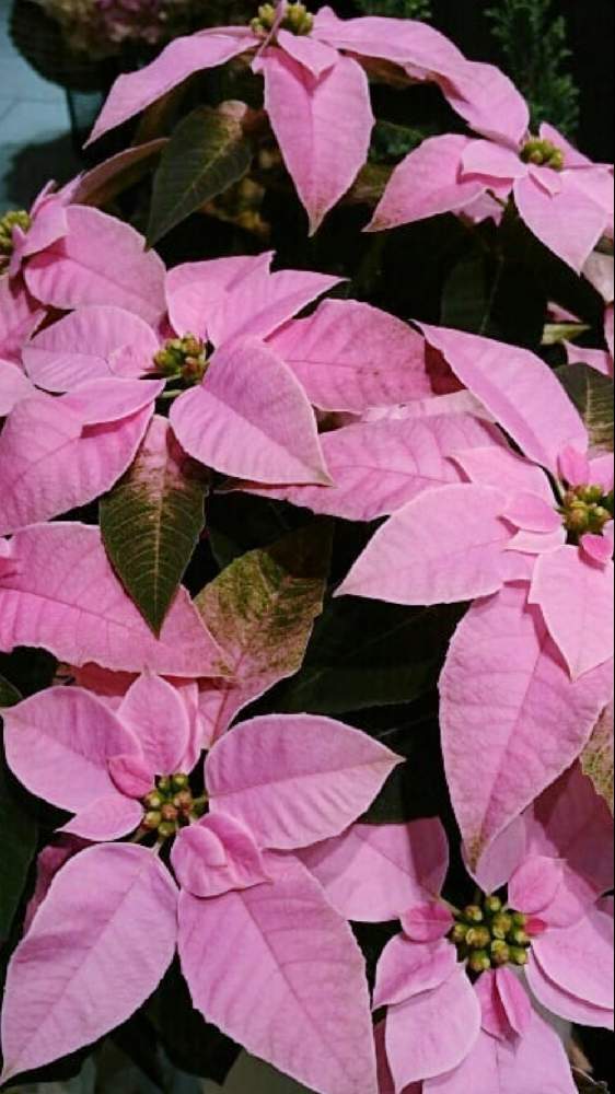ポインセチアの投稿画像 By ジュリアーノさん ポインセチア と今日のお花とピンクのお花と花のある暮らしとクリスマスとお出かけ先とポインセチア と今日のお花とピンクのお花と花のある暮らしとクリスマス 月10月14日 Greensnap グリーンスナップ