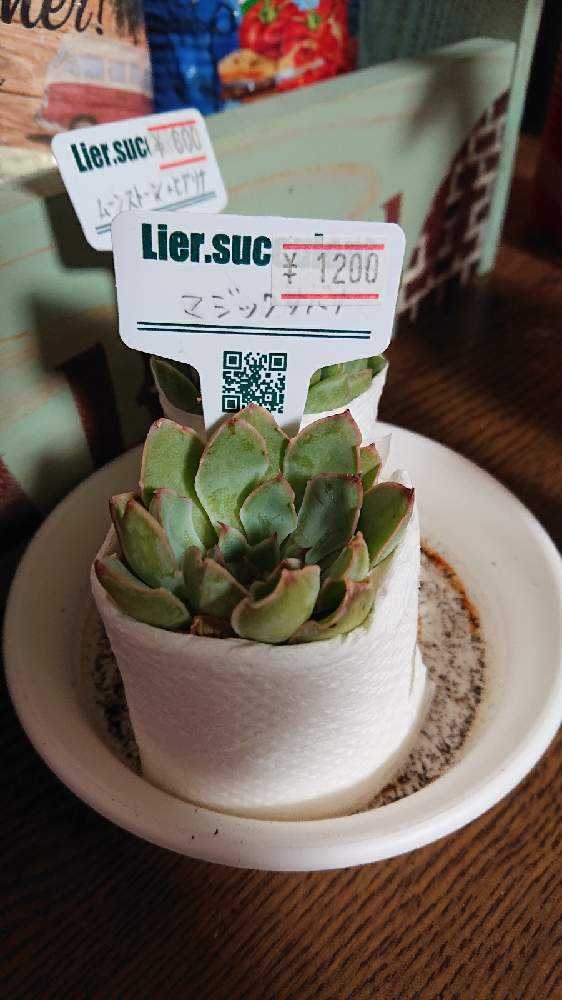 お纏め　多肉植物　レア　マジックサバナ錦　カット お纏め 多肉植物 レア マジックサバナ錦 カット