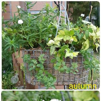 アキレアノブレッサの投稿画像一覧 Greensnap グリーンスナップ