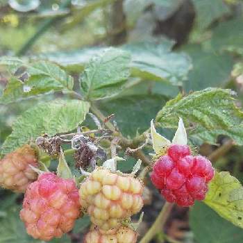 50 ラズベリー 花 枯れる 誕生 日 ライン 友達