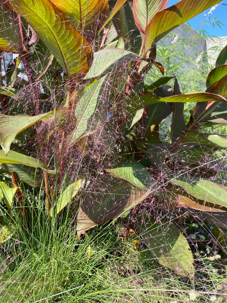 植物のある暮らしの投稿画像 By 花温 さん 秋の訪れと花壇とミューレンベルギア カピラリスと花壇の記録用と工場からの風景とガーデニングと花のある暮らしと秋の花 月10月14日 Greensnap グリーンスナップ