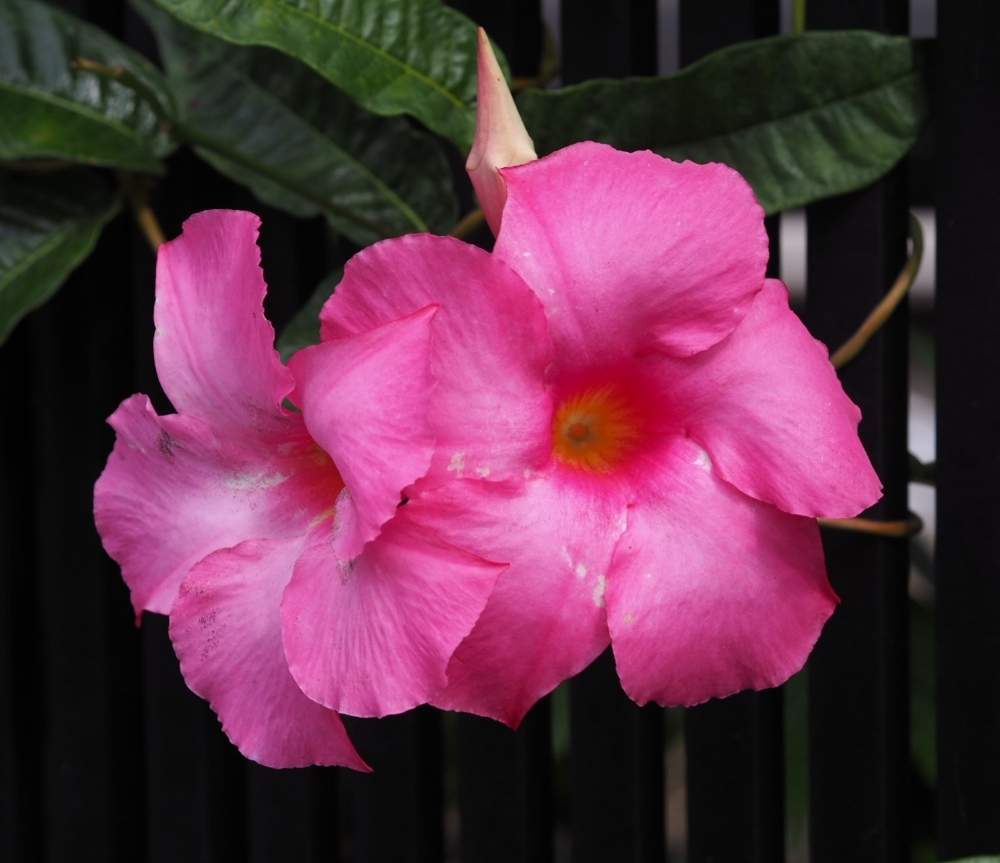 マンデビラの投稿画像 By おのだすさん 月10月14日 Greensnap グリーンスナップ