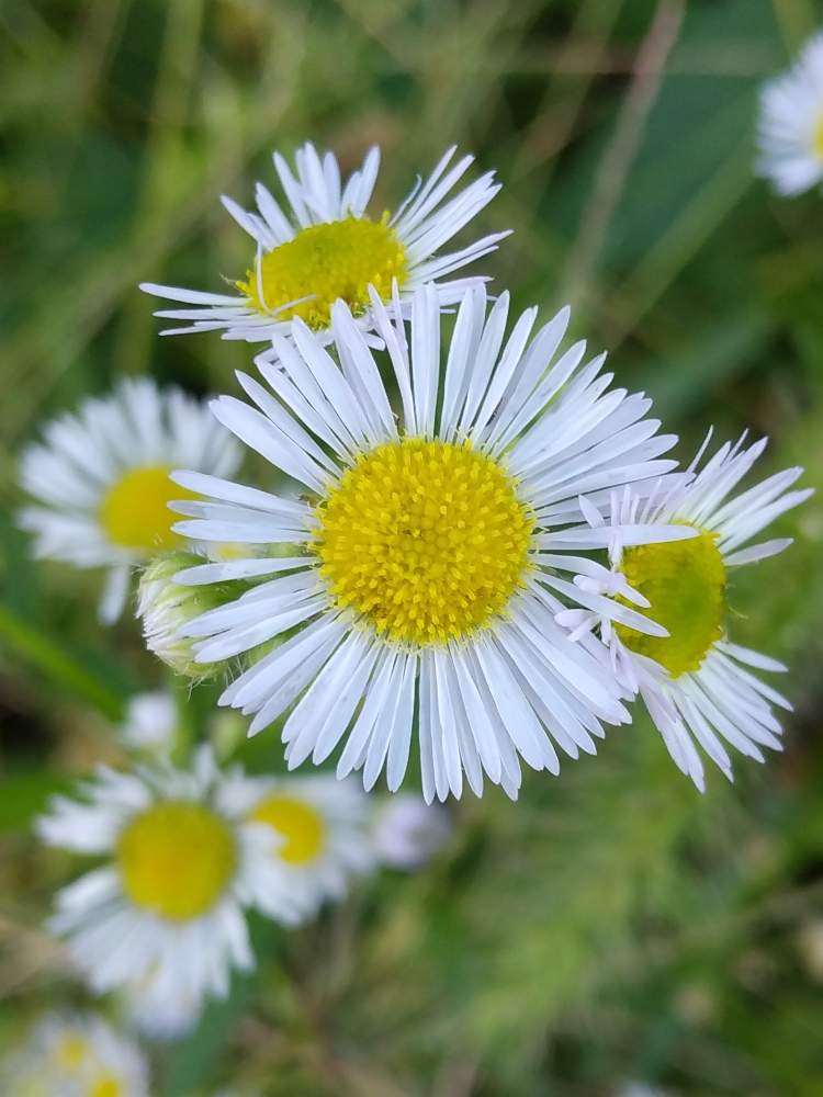 ヒメジオンの投稿画像 By 道標さん 群生と秋を感じると可憐とお出掛け先と雑草と風に揺られてと白い花と小さな花と細い花弁 月10月14日 Greensnap グリーンスナップ