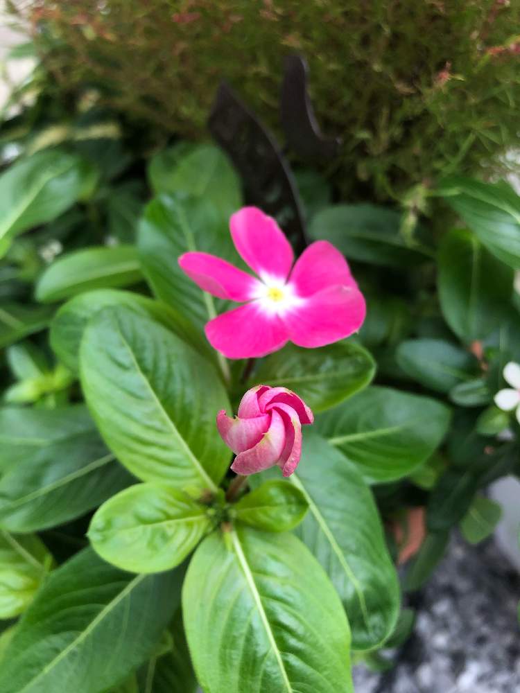 ニチニチソウの投稿画像 By コクリコさん ニチニチソウ とニチニチソウ とおうち園芸 月10月14日 Greensnap グリーンスナップ