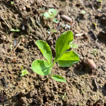 スイートピーの育て方 種まきや植え付けの時期は Greensnap グリーンスナップ