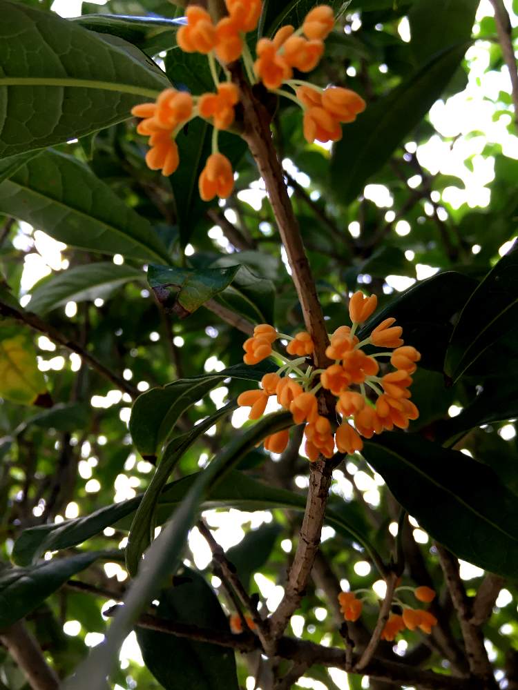 ほのぼのさんの投稿画像 月10月14日 Greensnap グリーンスナップ