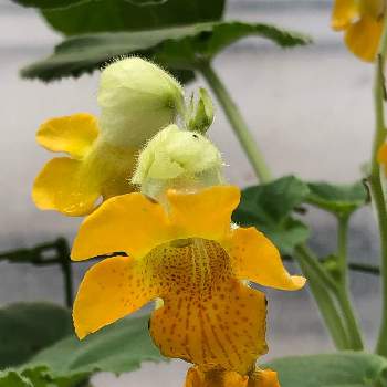 イビセラ ルテアの投稿画像一覧 Greensnap グリーンスナップ