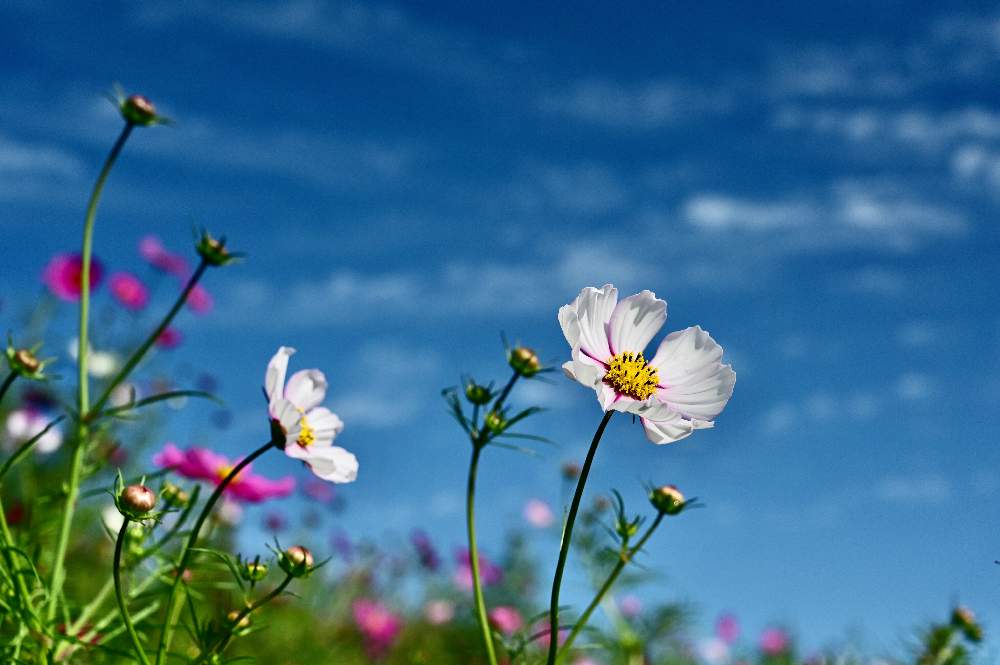 コスモス 秋桜 の投稿画像 By Unjaさん 今日の一枚と花のある暮らしと緑のある暮らし 月10月14日 Greensnap グリーンスナップ