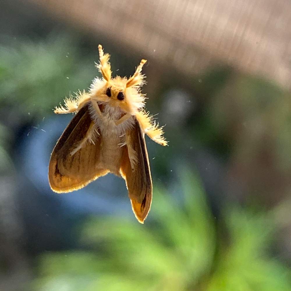 毛虫に注意の投稿画像 By Kikuchixさん チャドクガと小さな庭と毛虫に注意とチャドクガ 月10月14日 Greensnap グリーンスナップ Greensnap グリーンスナップ