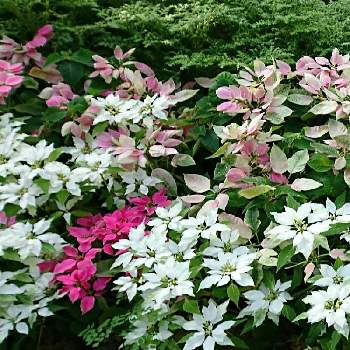 温室の花の投稿画像一覧 Greensnap グリーンスナップ