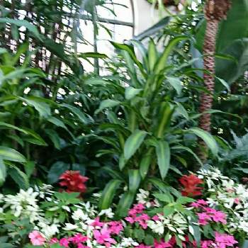温室の花の投稿画像一覧 Greensnap グリーンスナップ