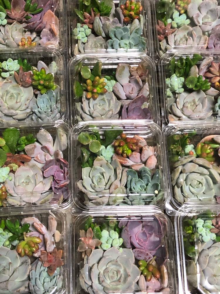 多肉植物の投稿画像 By Merrybellさん カット苗とインスタ販売と苗の通販始めました と多肉屋さん 月10月14日 Greensnap グリーンスナップ