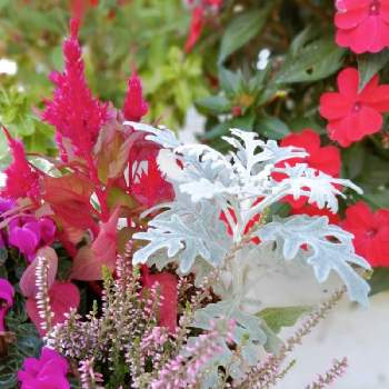 シクラメンバー✰の画像 by TAKA丸さん | 広い庭とダスティミラー(シロタエギク)とシクラメンとカルーナとけいとうとよせ植えと赤色とおうち園芸とシクラメンバーとガーデニングと秋に咲かせた花-園芸ガイド2020とシクラメンバー✰