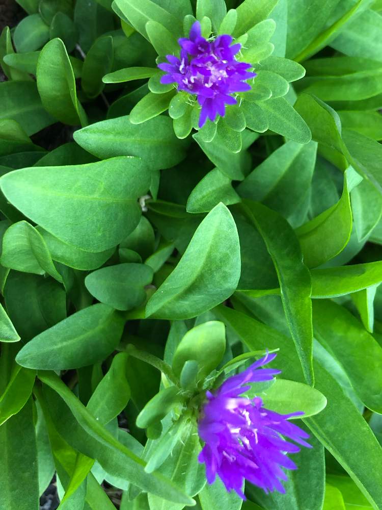 ストケシアの投稿画像 By カンパニュラさん きれいな色 と花が好き とだいすき ときれい と紫の花 月10月14日 Greensnap グリーンスナップ