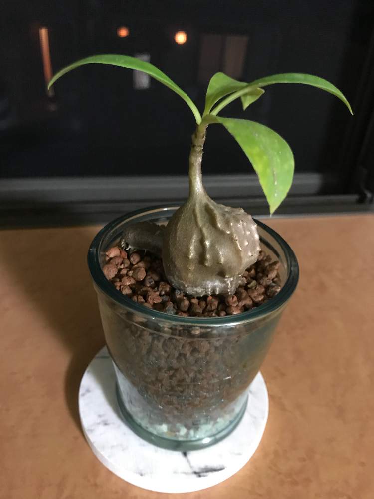 ミルメコディア ツベローサの投稿画像 By 阿部さん 水栽培とビザール プランツとアリ植物とハイドロカルチャーとコーデックスとおうち園芸と珍奇植物 月10月14日 Greensnap グリーンスナップ