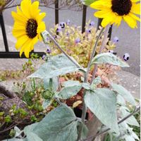 ヒマワリの画像