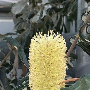 バンクシア インテグリフォリアの投稿画像一覧 Greensnap グリーンスナップ