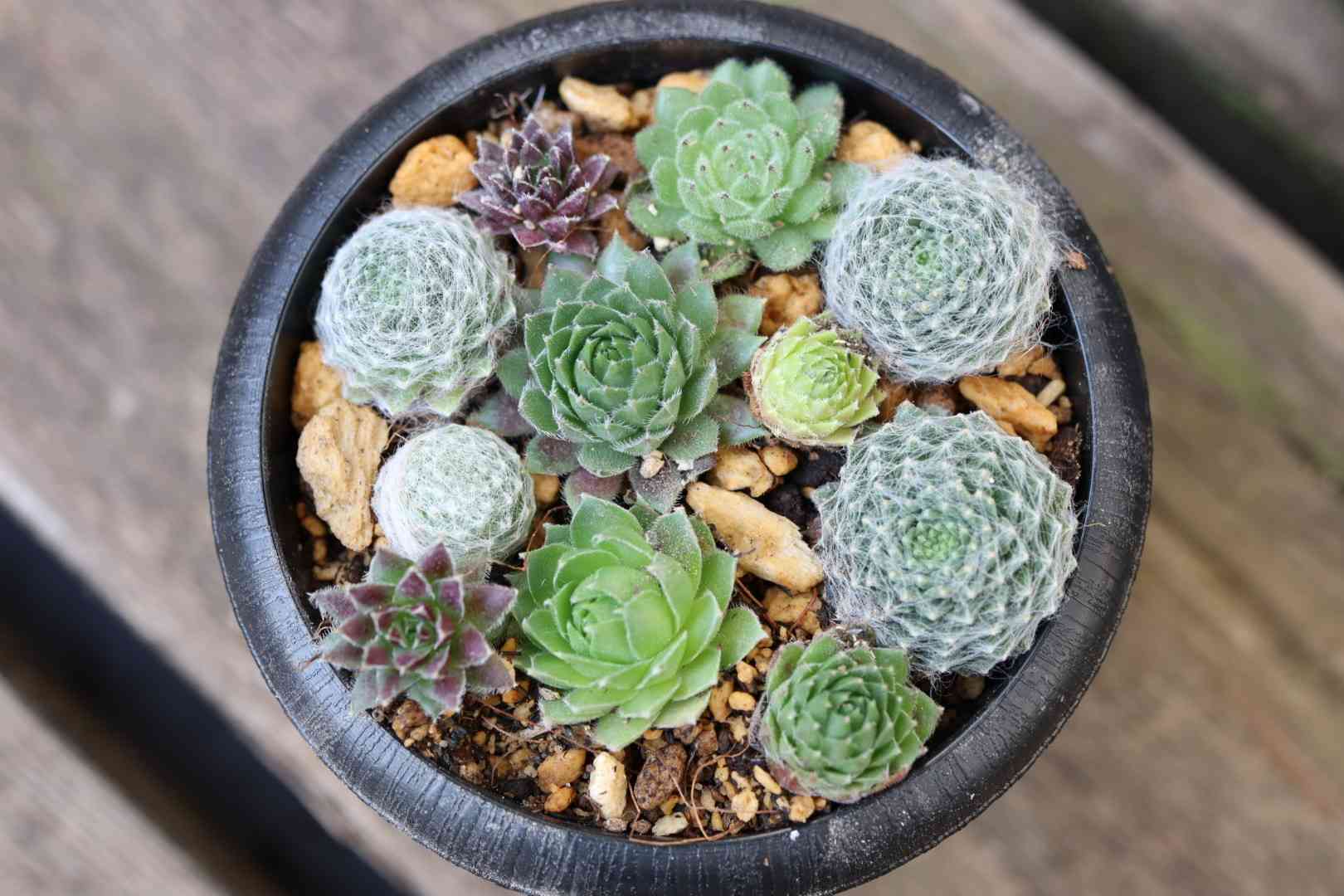 51 センベルビウムの寄せ植え！2021/3/30更新｜🍀GreenSnap（グリーン