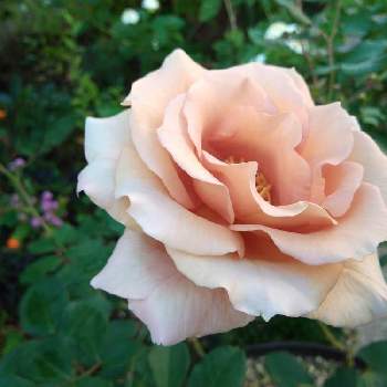 バラ ティラミスの画像 by ちけさん | 小さな庭とバラ ティラミスと秋バラとばら バラ 薔薇と水曜ローズショーと薔薇に魅せられてとおうち園芸と花のある暮らし