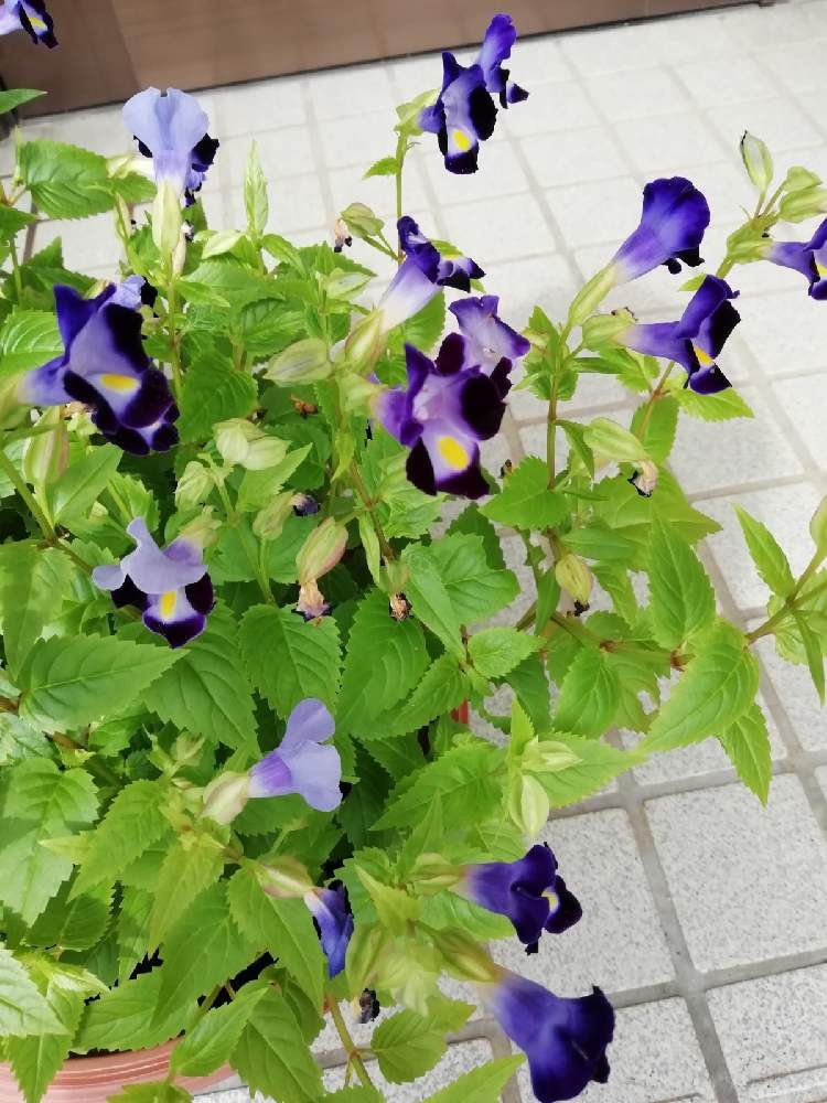 トレニアの投稿画像 By トミさん 月10月14日 Greensnap グリーンスナップ