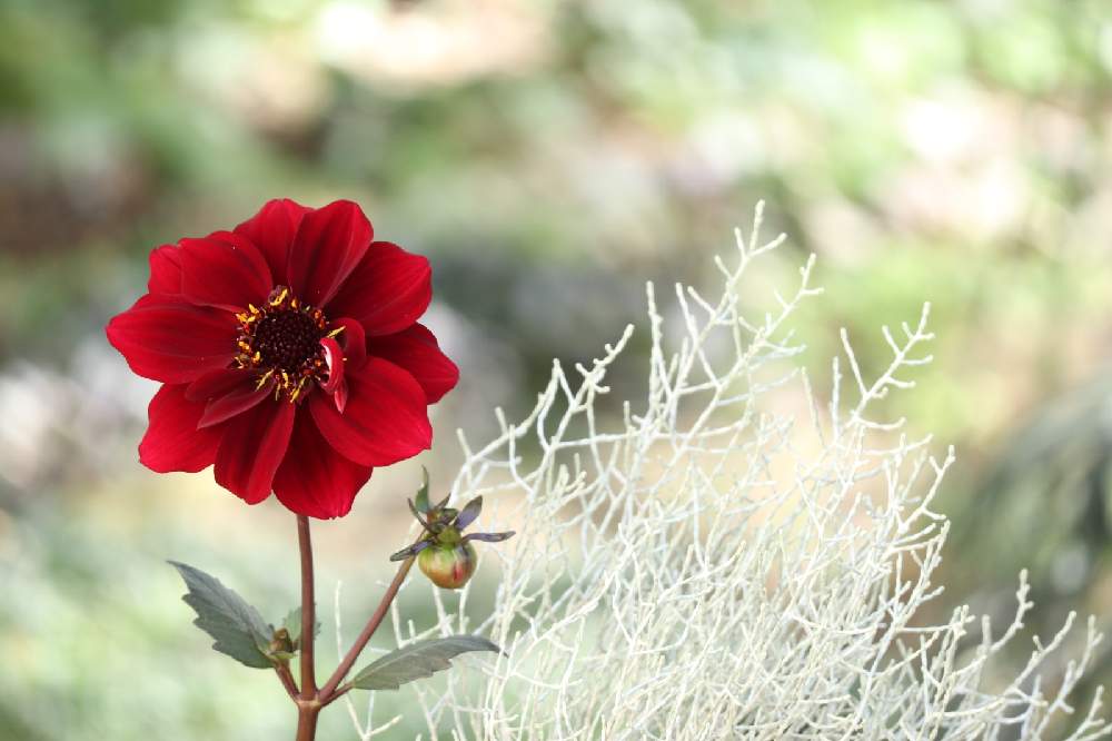 プラチーナの投稿画像 By メイプルママさん 黒葉ダリアカクテルアミーゴと黒葉カクテルアミーゴワインと広い庭と宿根草の庭と黒色の植物フォトコン とカクテルアミーゴと黒葉ダリア カクテルアミーゴと小さな幸せ と鳥取県と小さな幸せと庭の宿根草と宿根草の庭と