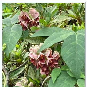 アピオスの投稿画像一覧 Greensnap グリーンスナップ