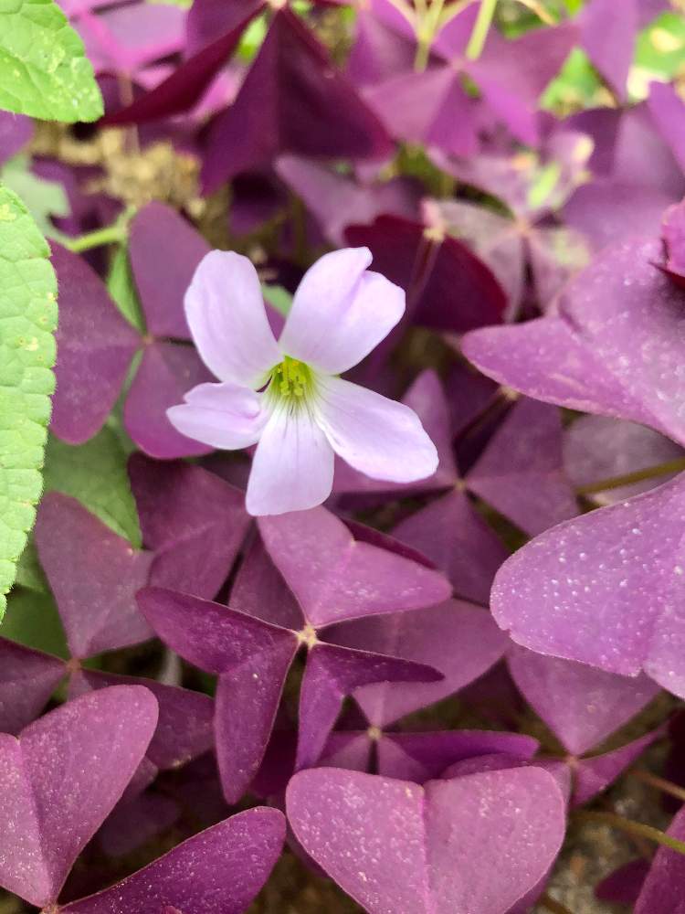 オキザリスの投稿画像 By カンパニュラさん カラーリーフとピンクの花と紫の葉 月10月15日 Greensnap グリーンスナップ