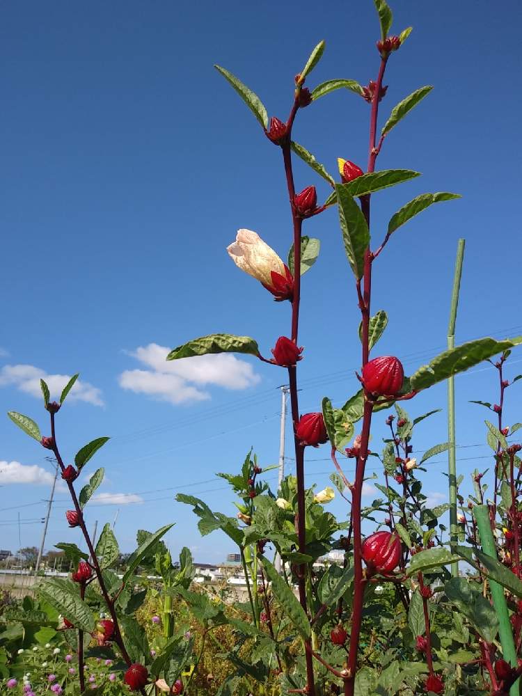ローゼルの投稿画像 By ひらりんさん アオイ科とピンクの花とハイビスカスの仲間と市民農園と通称 ベニアオイ と赤い実 月10月15日 Greensnap グリーンスナップ