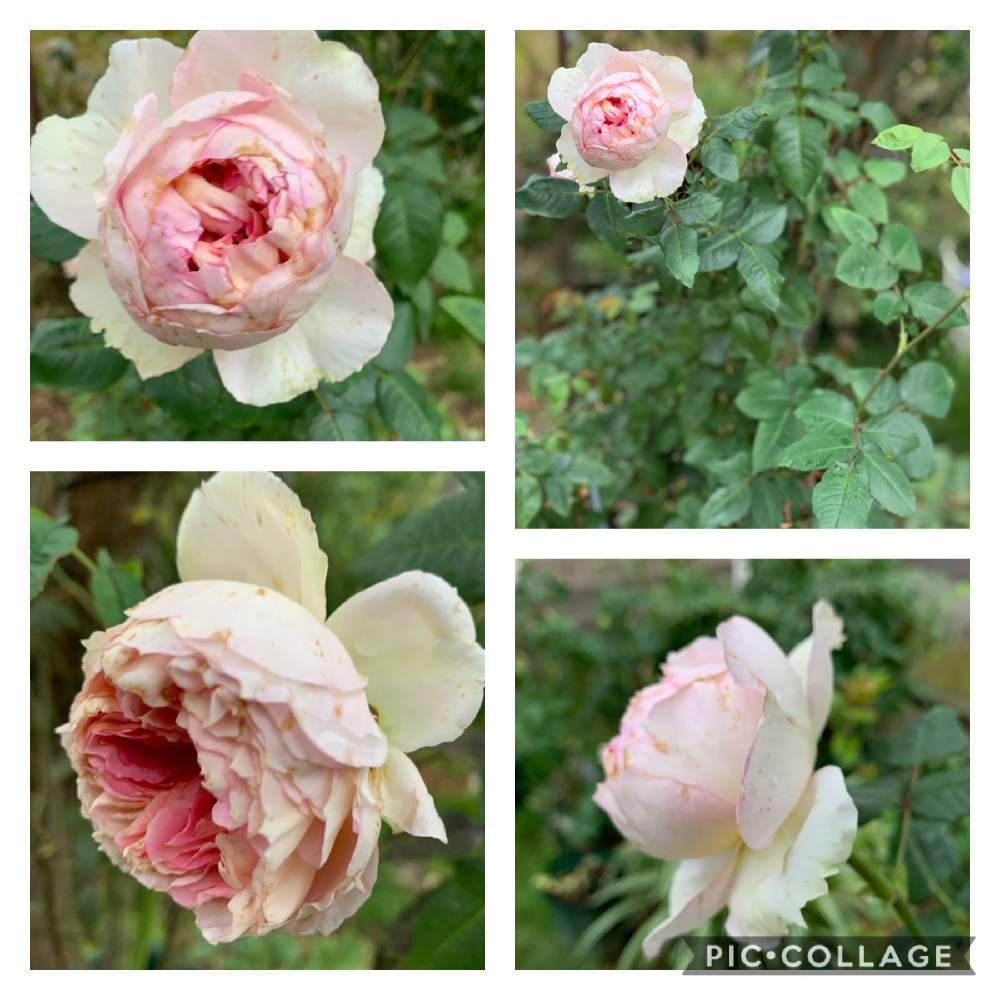 ばら バラ 薔薇の投稿画像 By Fuuhakuさん 庭の花とバラの家とgs映えとgs日和とおうち園芸とバラ 鉢植えと植中毒とロサオリの薔薇とバラ トロイメライと新潟と花は癒やし とバラを楽しむ 月10月15日 Greensnap グリーンスナップ