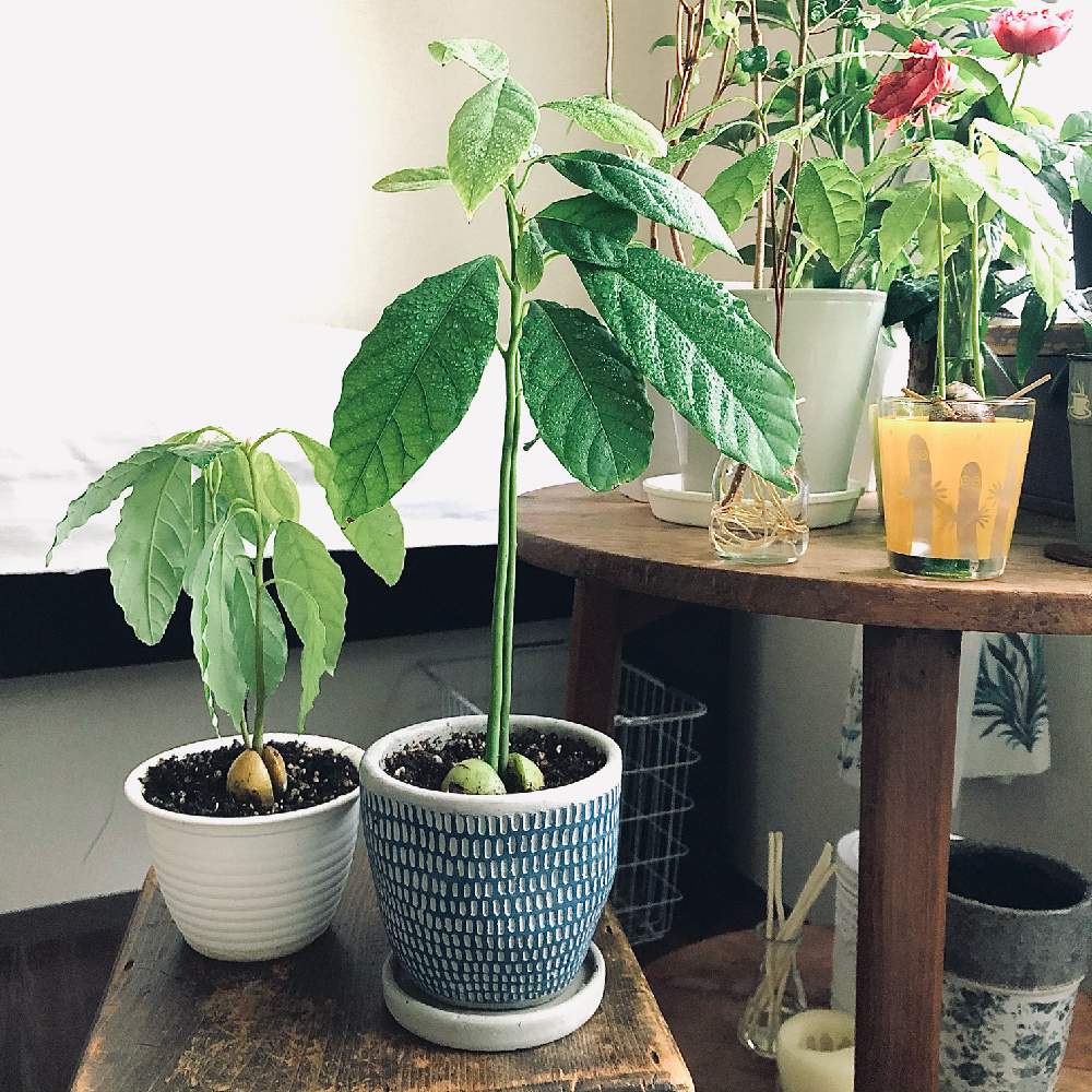 アボカドの投稿画像 By ことはさん アボカドの種と観葉植物と仕事は花屋とおうちde菜園とおうち園芸と緑のある暮らしと花屋と花のある暮らしとお部屋ガーデンとインテリアグリーン 月10月15日 Greensnap グリーンスナップ