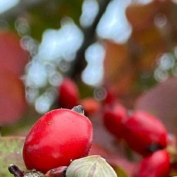 花水木*の画像 by n i eさん | お出かけ先と花水木の実と感謝 感謝 ❤と植物は凄い‼️とみんな頑張ってると真っ赤な実♥️と植物不思議と花水木*と朝のウォーキング