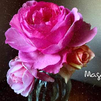 イヴピアッチェの画像 by Maguさん | 窓辺とバラとイヴピアッチェとフィスタとローズポンパドゥールとみどりのある暮らしとお家で過ごそうとばら バラ 薔薇と絞りのバラとバラ・切り花品種とマイガーデンとバラのある暮らしとおうち園芸と薔薇鉢植えとガーデニングとGSでバラ園と花のある暮らしと薔薇♪とバラ・ミニバラと薔薇大好き