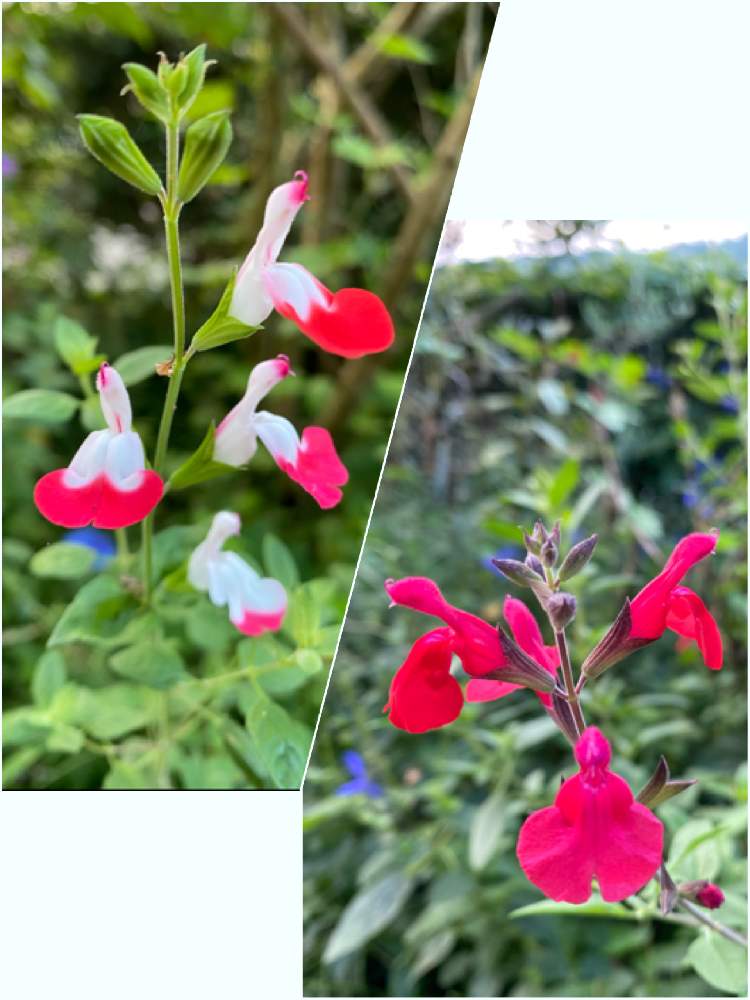 チェリーセージ ホットリップスの投稿画像 By ラララさん チェリーセージレッドとハーブと頂き物 月10月15日 Greensnap グリーンスナップ