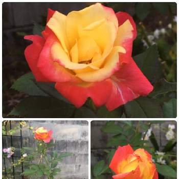 チャールストン✨の画像 by TAKAさん | 広い庭とチャールストン✨とバラ   チャールストンとチーム岐阜とおうち園芸とGSミニモニ。と花のある暮らし