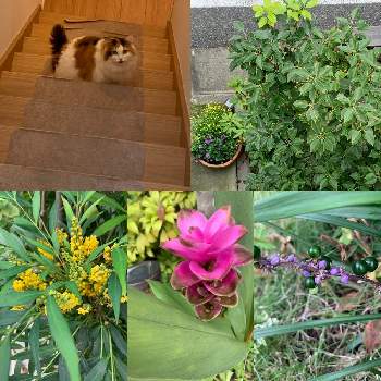 すずちゃんの画像 by さちさん | 小さな庭と花のある暮らしとすずちゃんと#ガーデニングとおうち園芸