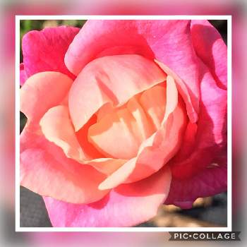 プリンセスチチブの画像 by Yorikoさん | プリンセスチチブと薔薇に魅せられてと薔薇のある暮らし♡とおうち園芸