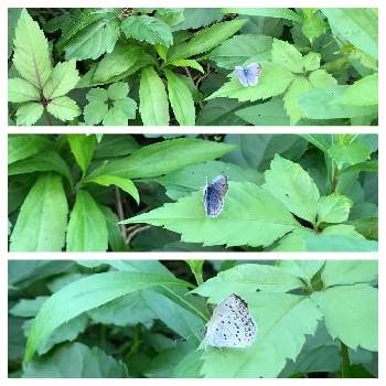 蝶 ヤマトシジミの画像 by 和ちゃんやでさん | ヤブガラシと蝶 ヤマトシジミ