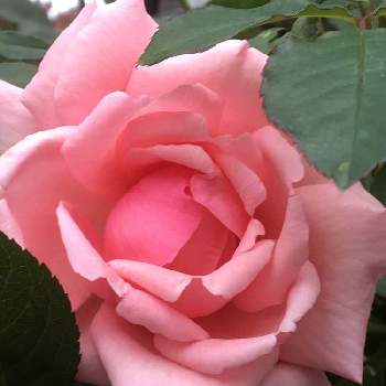 羽衣 バラの投稿画像一覧 Greensnap グリーンスナップ