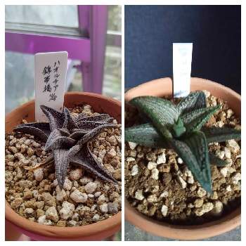 ハオルチア錦帯橋の投稿画像一覧 Greensnap グリーンスナップ