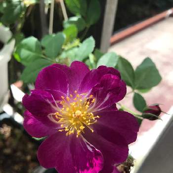 バラ ビオレッタの投稿画像一覧 Greensnap グリーンスナップ